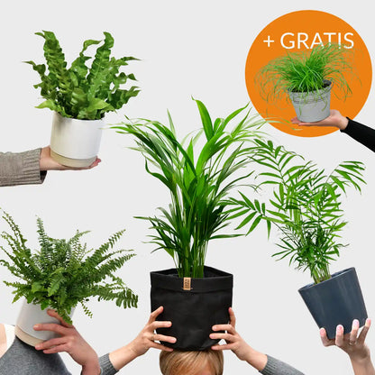 SPECIAL OFFER 4er Box Cat Smile + Katzengras