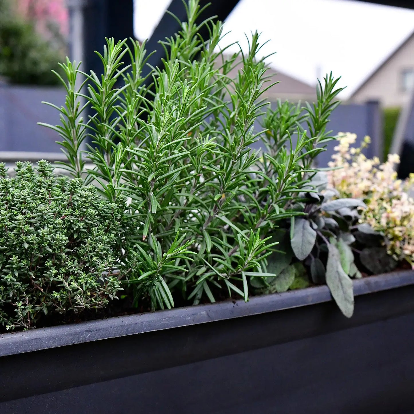 4er Box winterharte italienische Kräuter