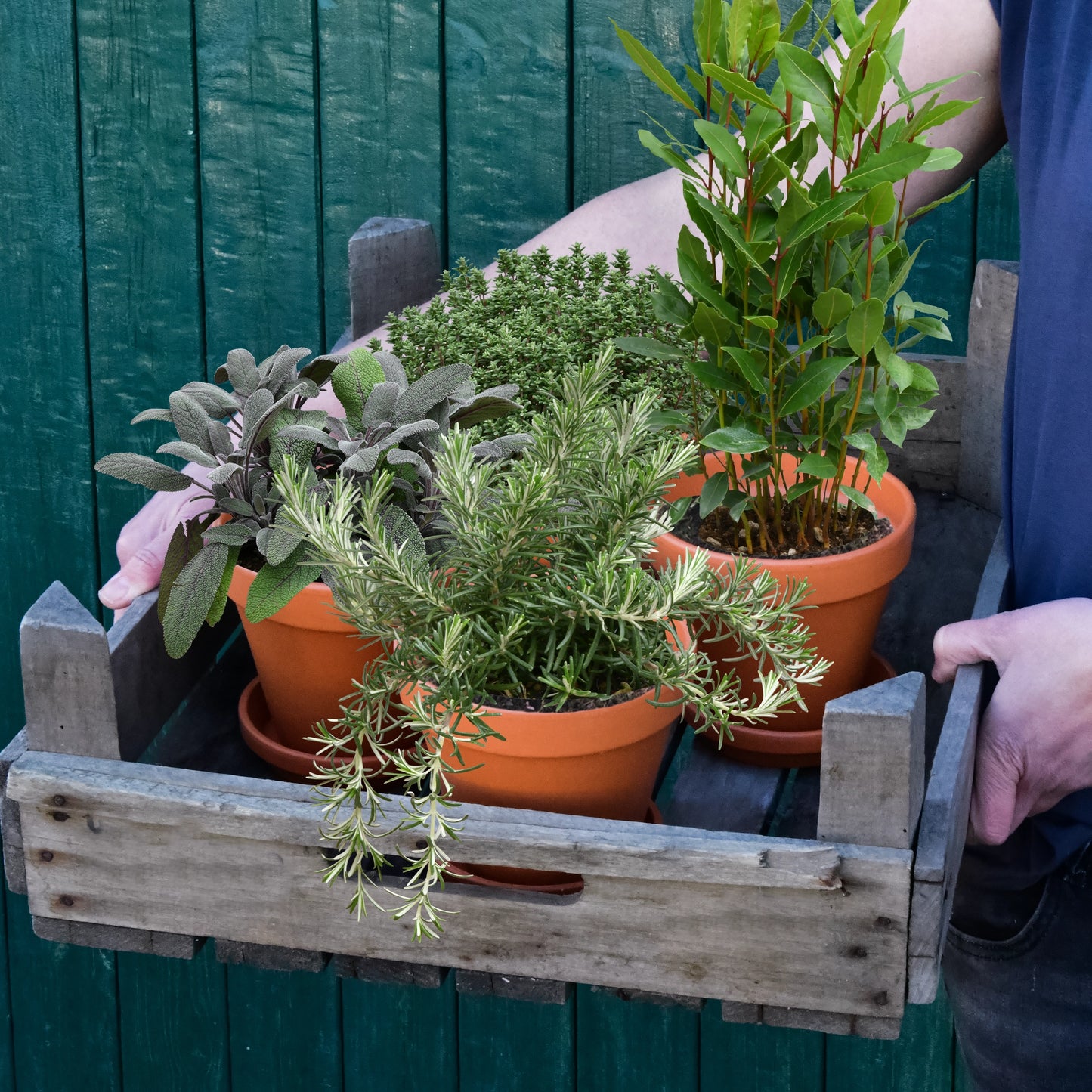 4er Box winterharte Küchenkräuter