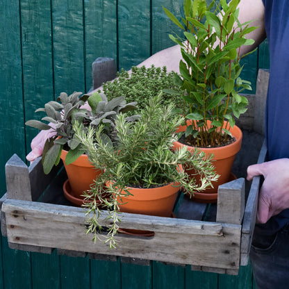 4er Box winterharte Küchenkräuter