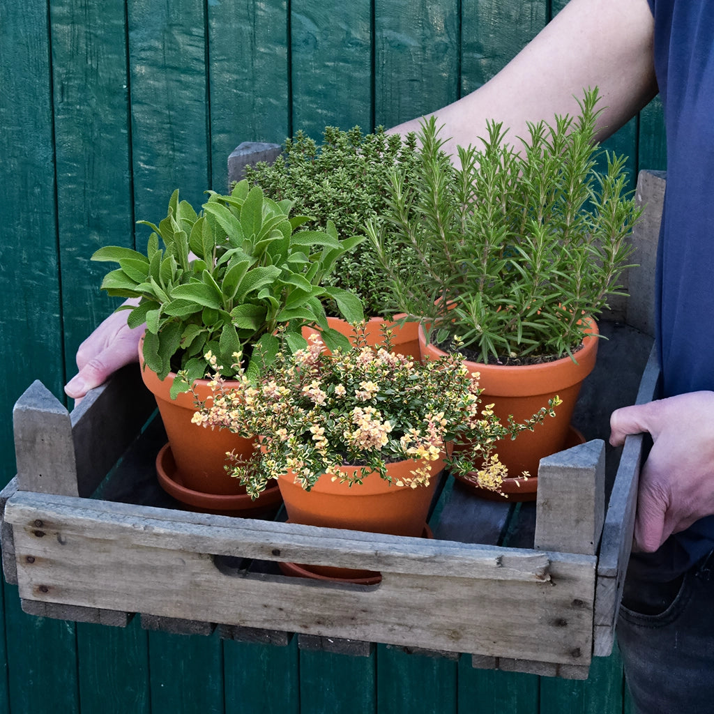 4er Set Salbei, Thymian und Rosmarin im Topf als italienische Kräuter