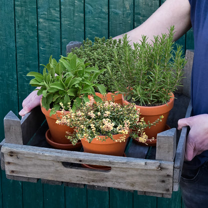 4er Set Salbei, Thymian und Rosmarin im Topf als italienische Kräuter