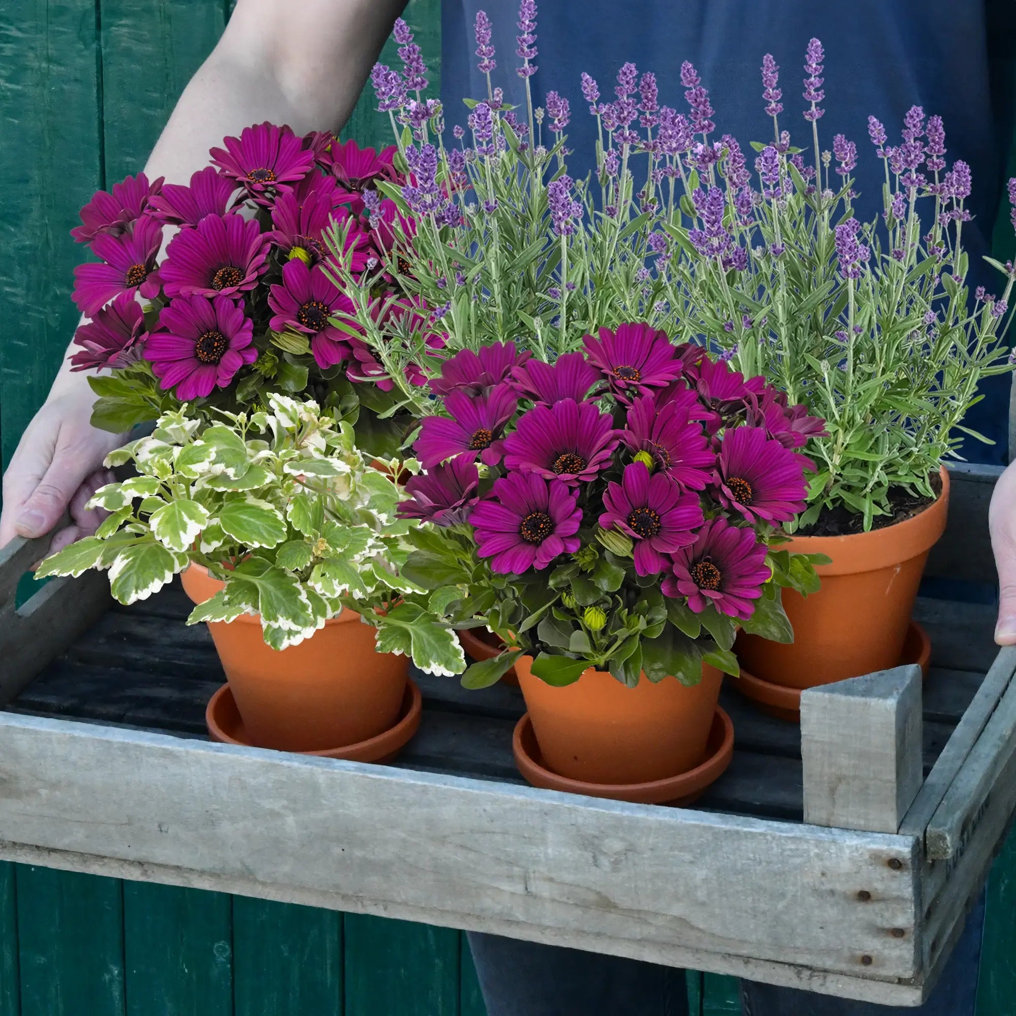 Ungiftige Balkonpflanzen in lila mit Osteospermum, Lavender und Plectranthus