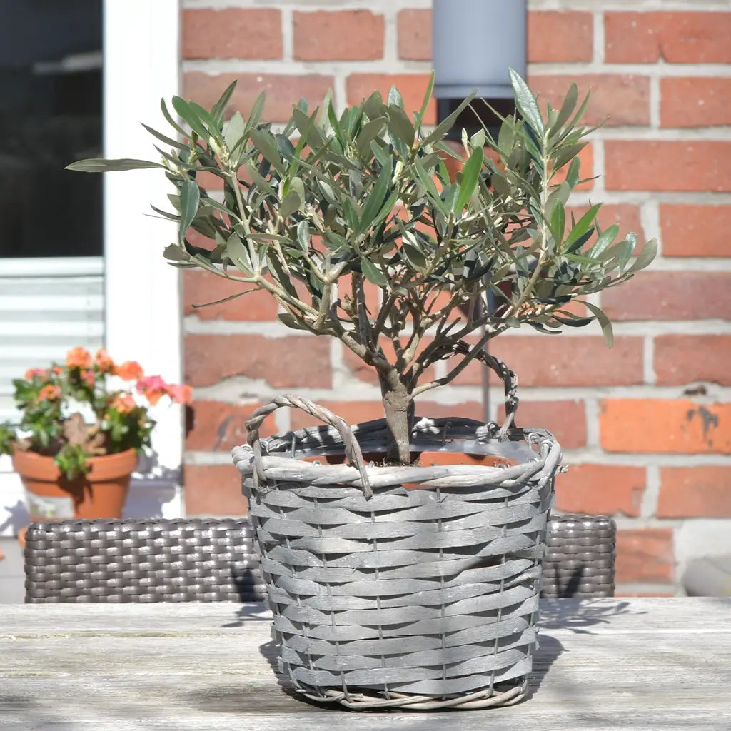 Kleines Olivenbäumchen auf Holztisch im Aussenbereich