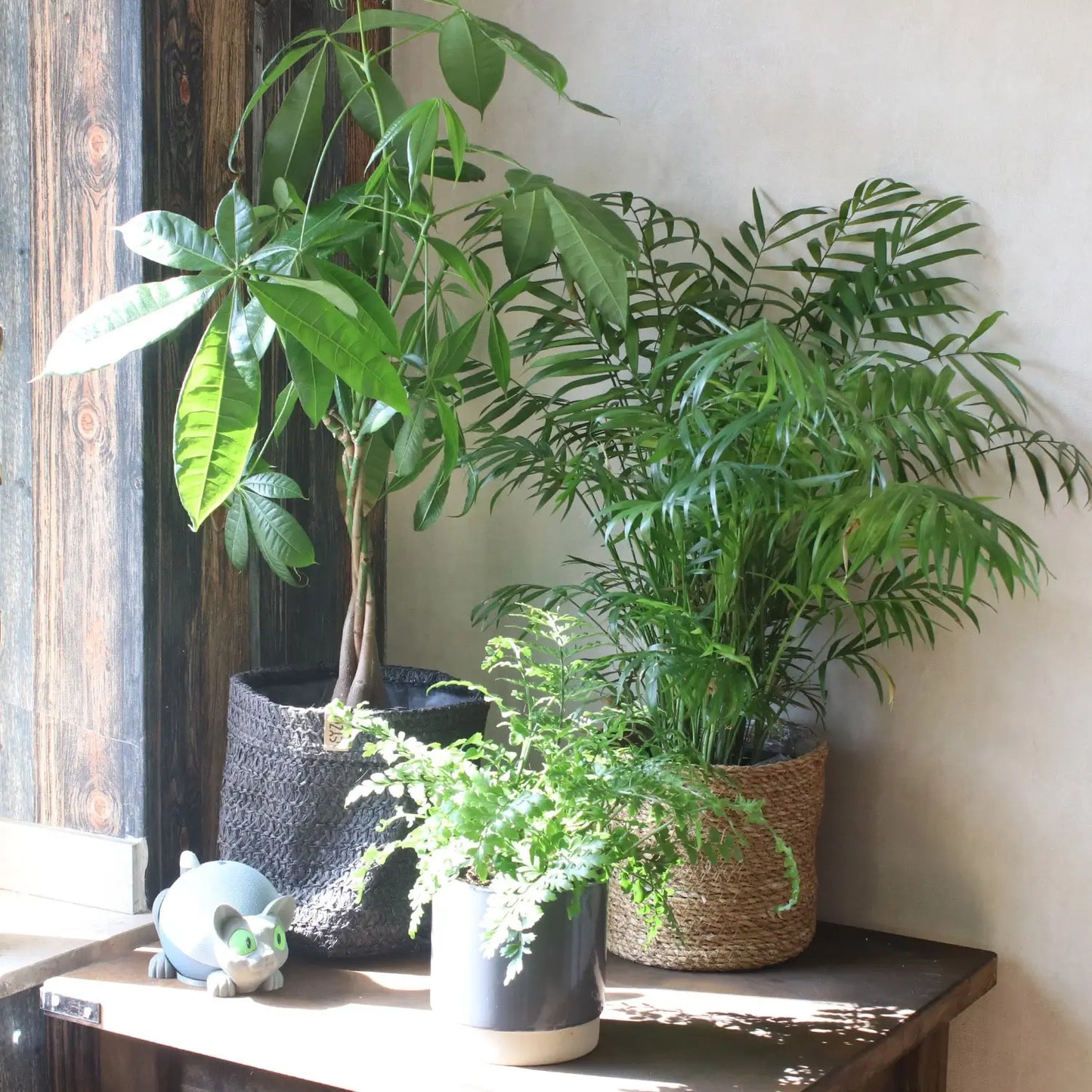 Glückkastanie und Bergpalme auf dunkelbraunem Beistell Tisch