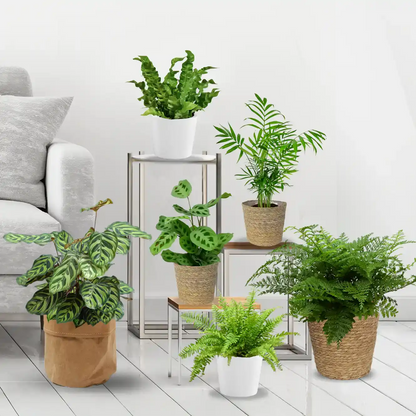 tierfreundliche 6er Box mit beliebten ungiftigen Zimmerpflanzen für wenig Licht