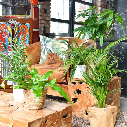 Rote Katze sitzt gemütlich auf einem Sessel zwischen Happy Cat Pflanzenbox