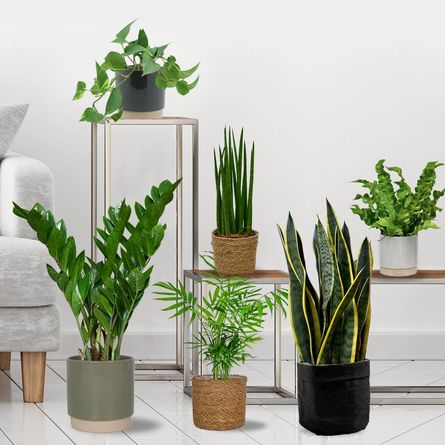 6er Box Pflegeleichte Büropflanzen