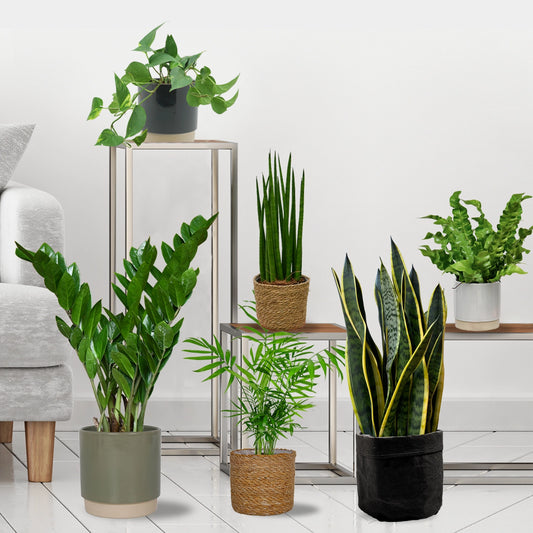 6er Box Pflegeleichte Büropflanzen