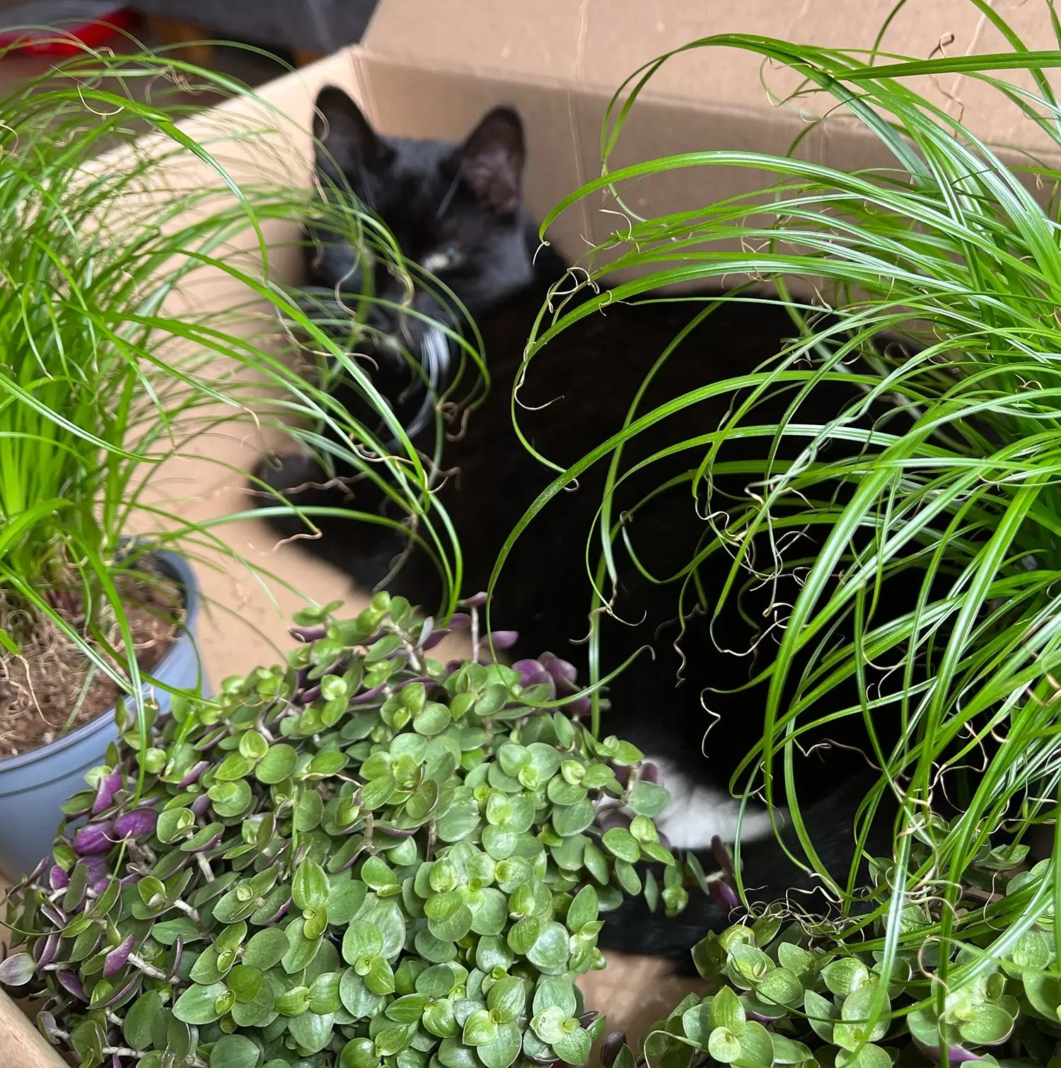 Frisches Katzengras in Box mit Katze