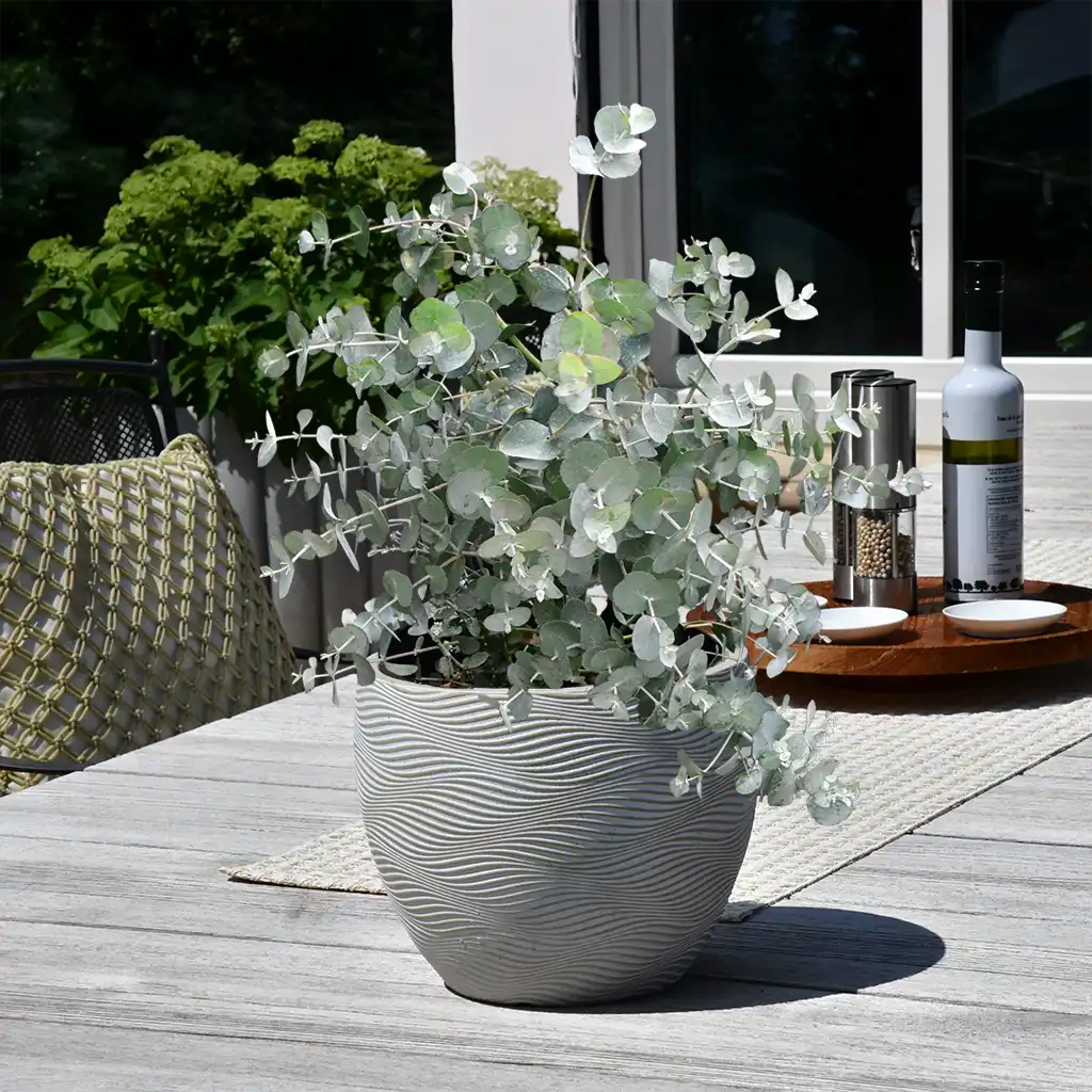 Palettenset 6er Zitronenbaum Mix XL in Dayton