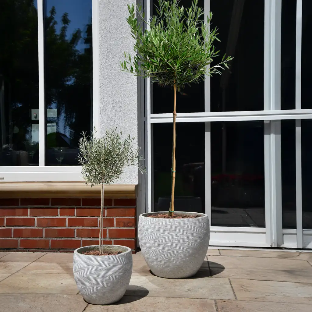 Palettenset 6er Olivenbaum Mix XL in Dayton