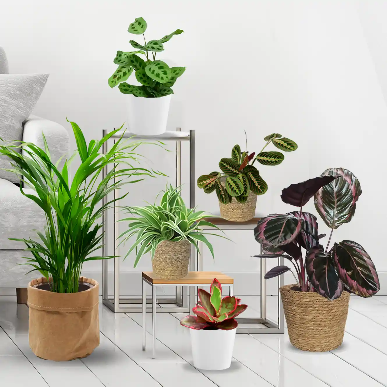 6er Pflanzenbox Cat Fun