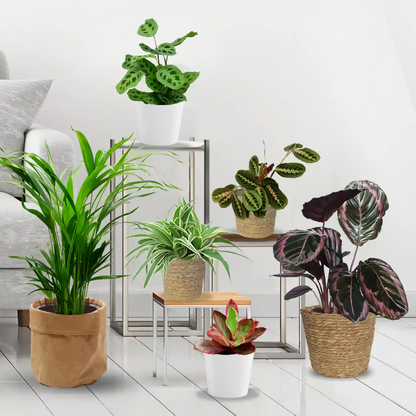 6er Pflanzenbox Cat Fun