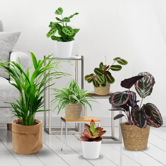 6er Pflanzenbox Cat Fun