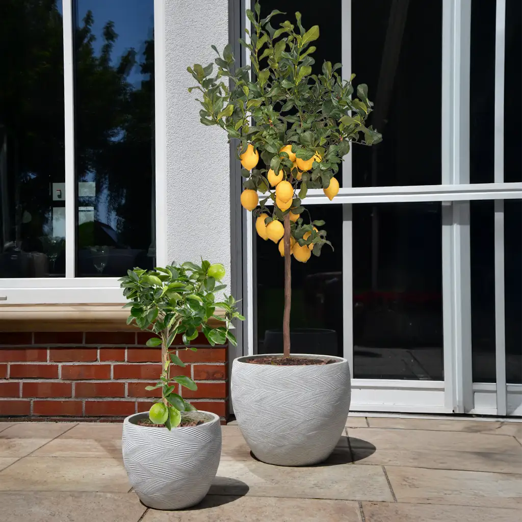 Palettenset 6er Zitronenbaum Mix XL in Dayton