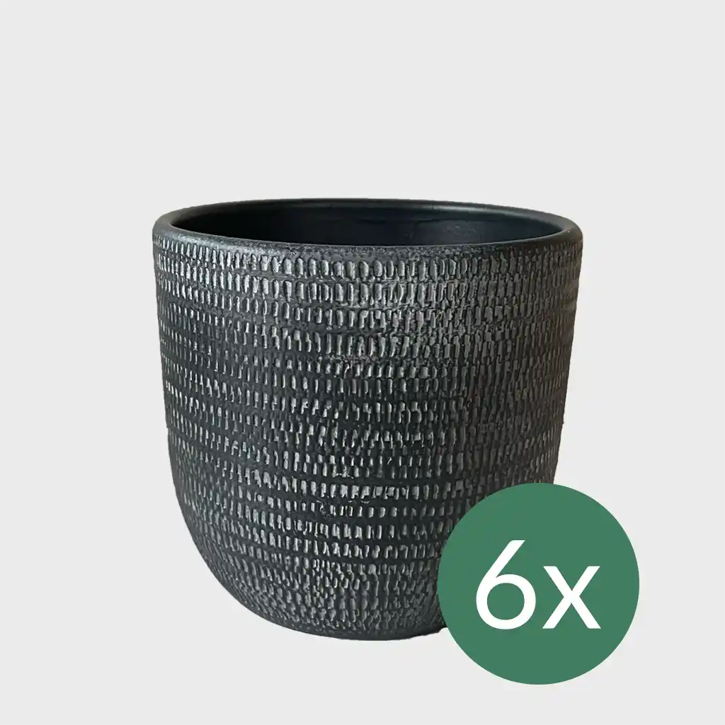 Palettenset Classico-Keramik : 6XL Büropflanzen in Hydrokultur