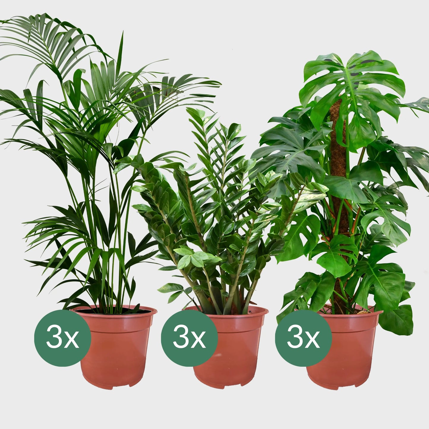 9er Set 3XXL 6XL Büropflanzen für wenig Licht in Seegraskörben
