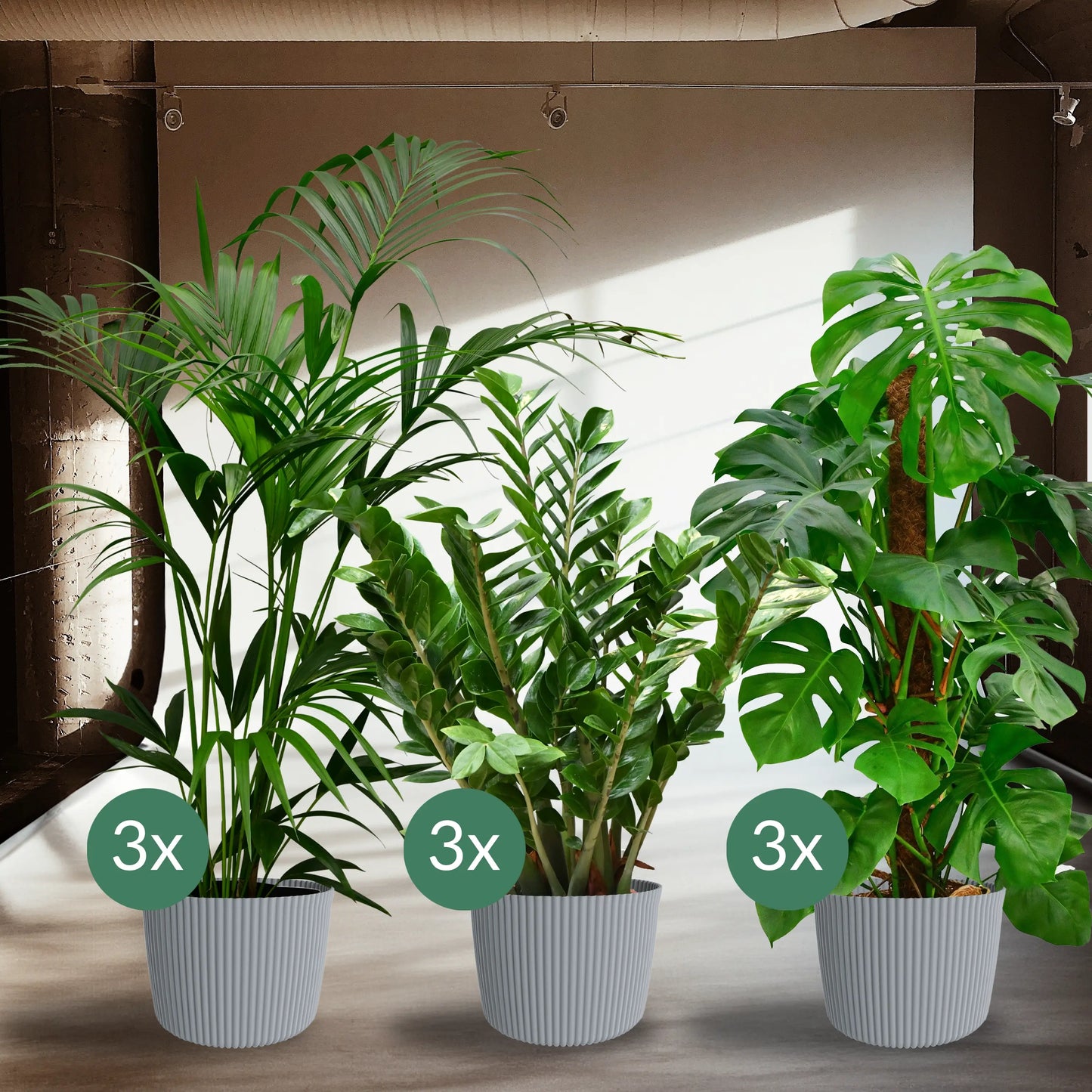 9er Set 3XXL 6XL Büropflanzen für wenig Licht in Modernen Übertöpfen