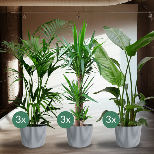 Palettenset Palmen: 9XXL Büropflanzen in modernen Übertöpfen