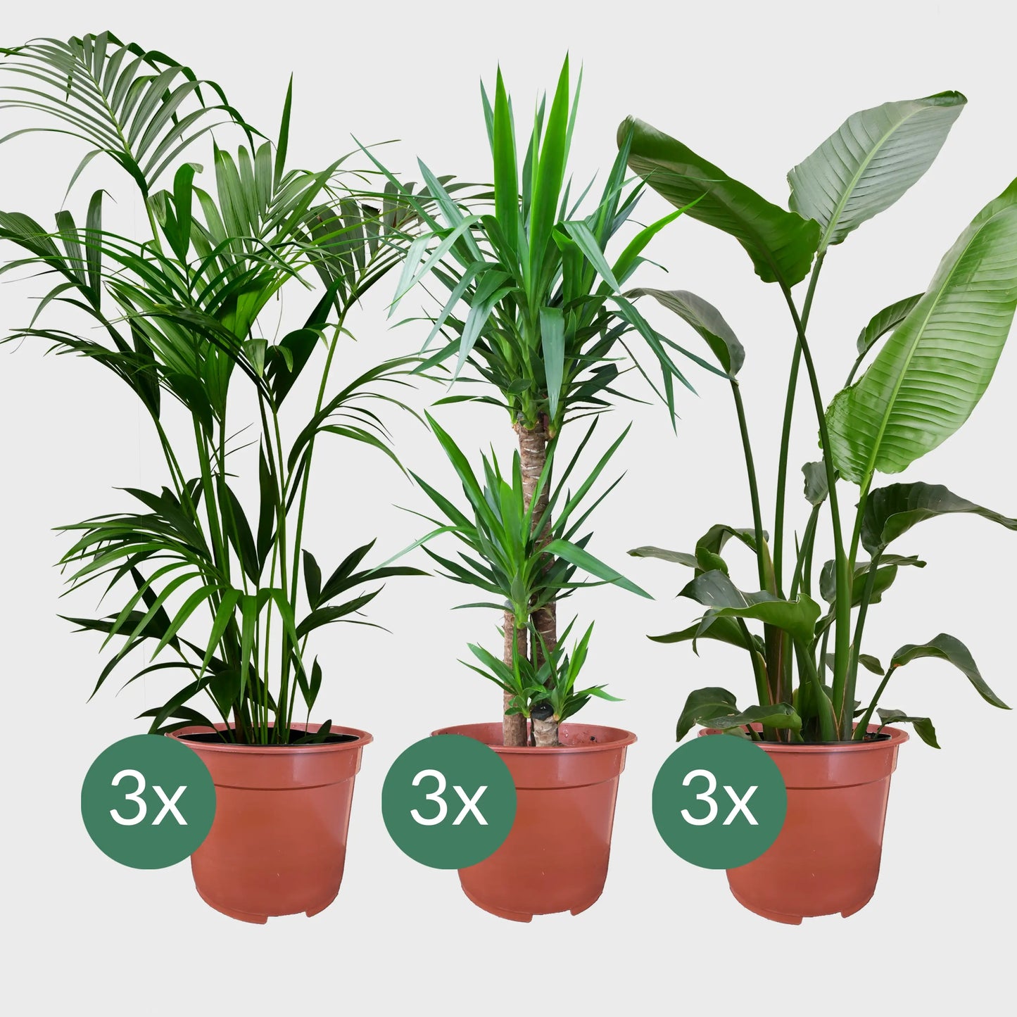 Palettenset Palmen: 9XXL Büropflanzen in Seegraskörben