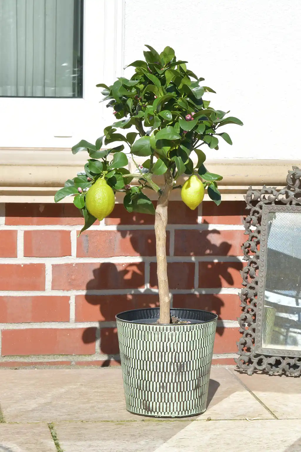 großer Zitronenbaum mit Früchten im Metalltopf auf der sonnigen Terrasse 