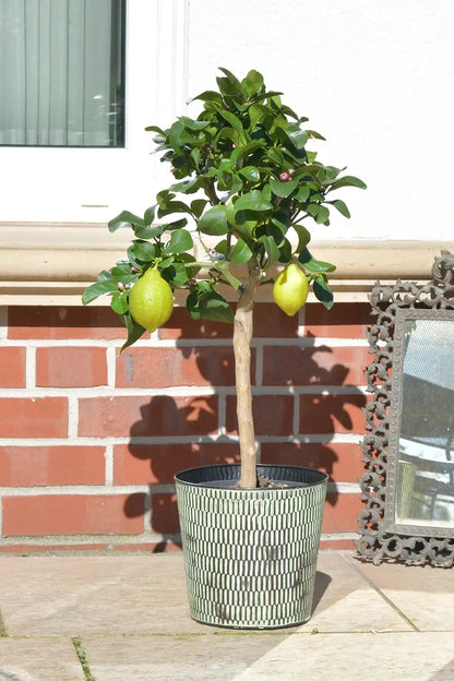 großer Zitronenbaum mit Früchten im Metalltopf auf der sonnigen Terrasse 