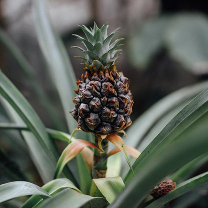 Mix & Match 3er Box Ungiftige Pflanzen - Sonnige Fensterbank