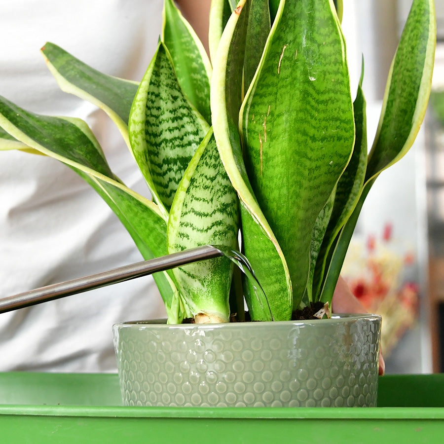 Pflanze-Übertopf-gießen