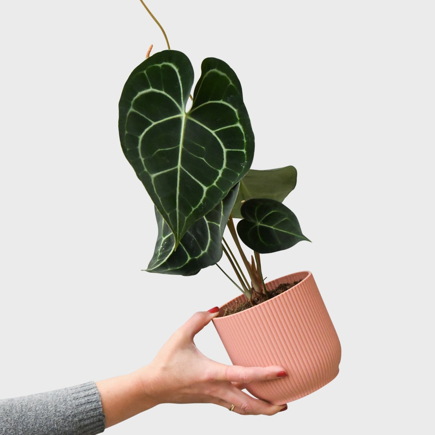Anthurium clarinervium Produktbild mit Hand im Pot