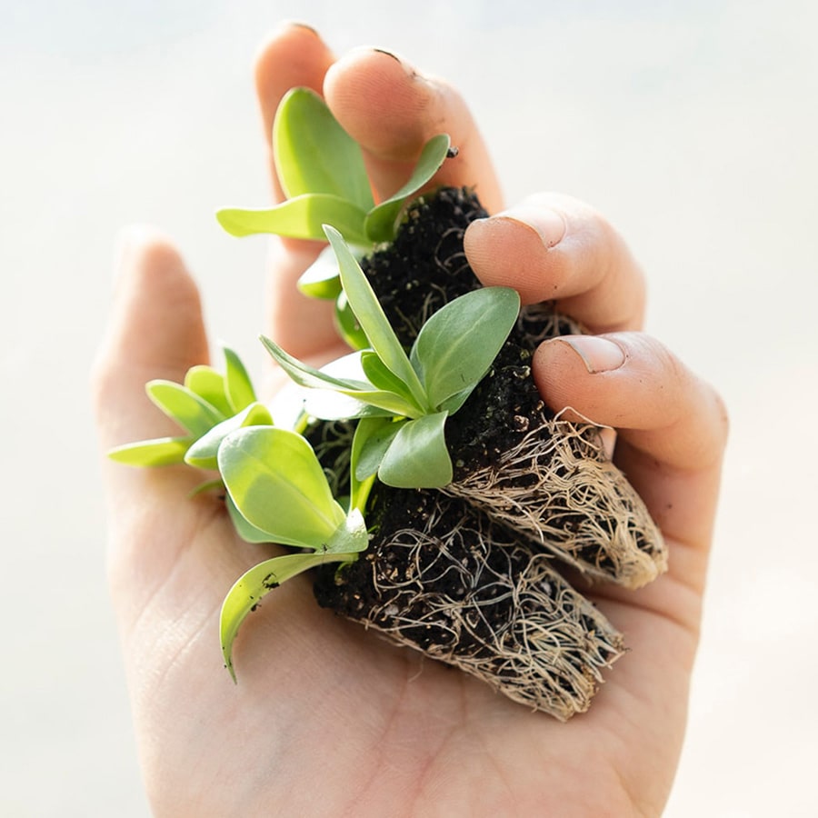 Steckling Zimmerpflanze