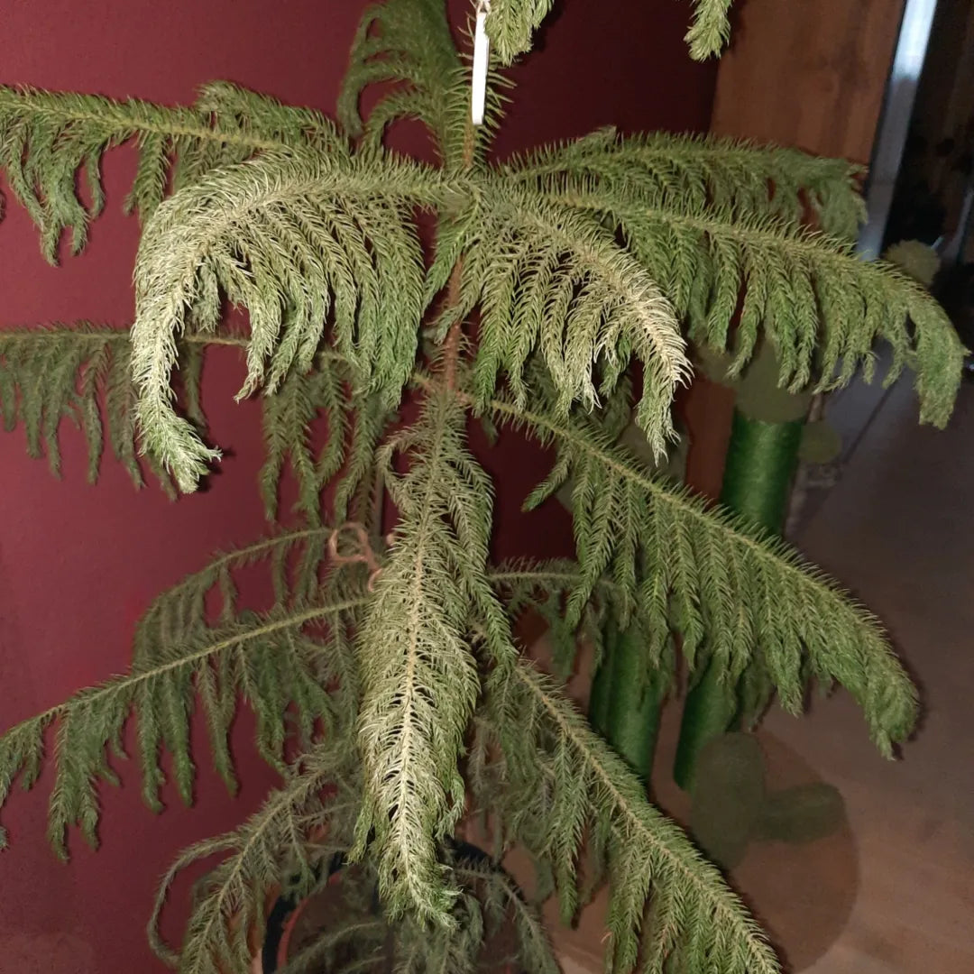 Zimmertanne (Araucaria) mit hängenden, vertrocknet wirkenden Zweigen, als Schadbild durch Trockenheit und Wärme erkennbar