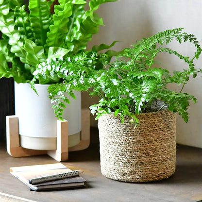 Mix & Match 3er Box Ungiftige Hängpflanzen