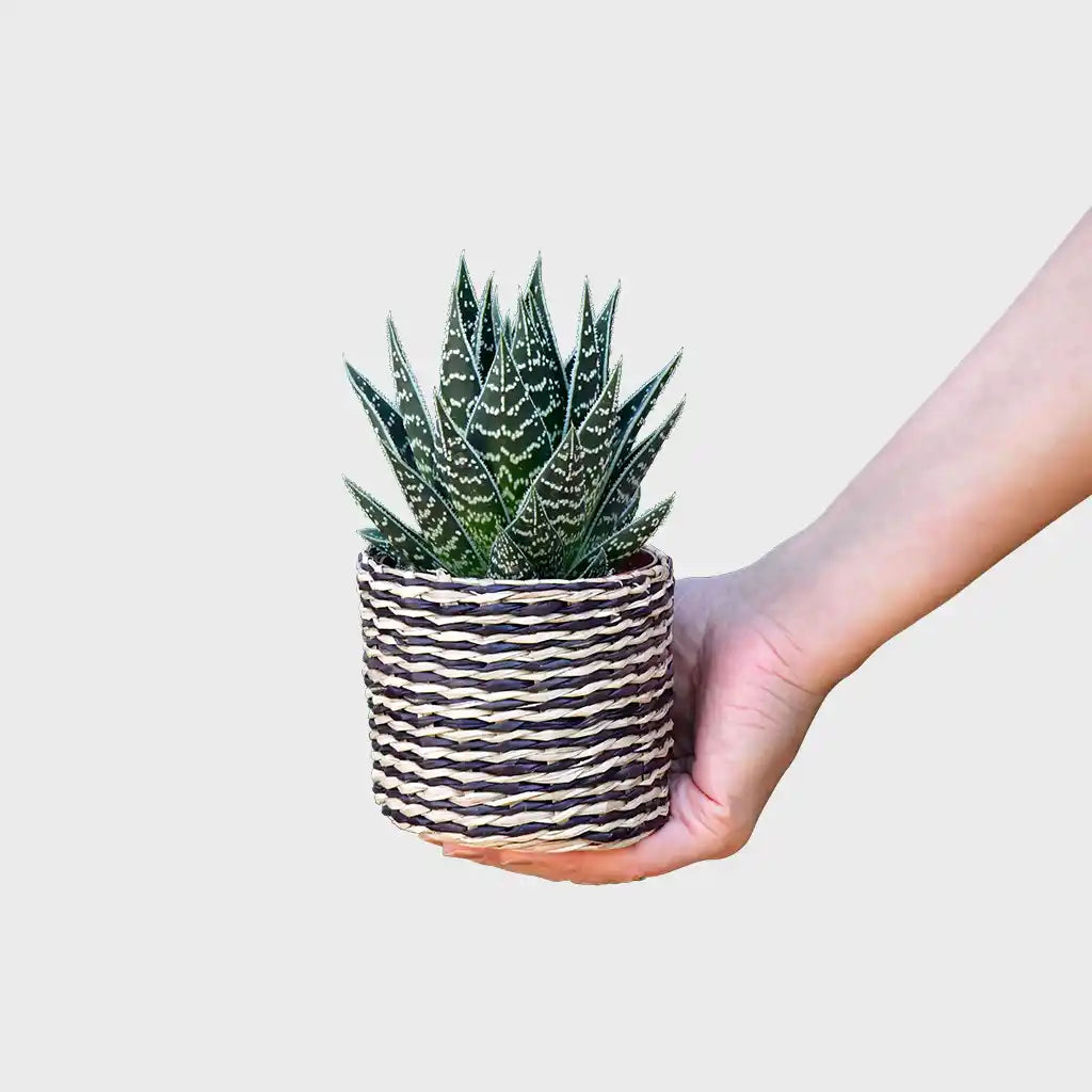 Mix & Match Super Easy Babypflanzen