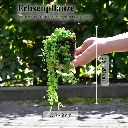 Mix & Match Babypflanzen