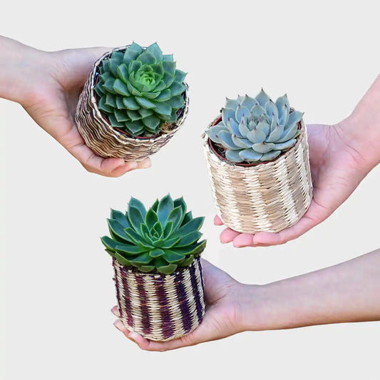 Babypflanze Trio Badezimmer Rosetten Sukkulenten