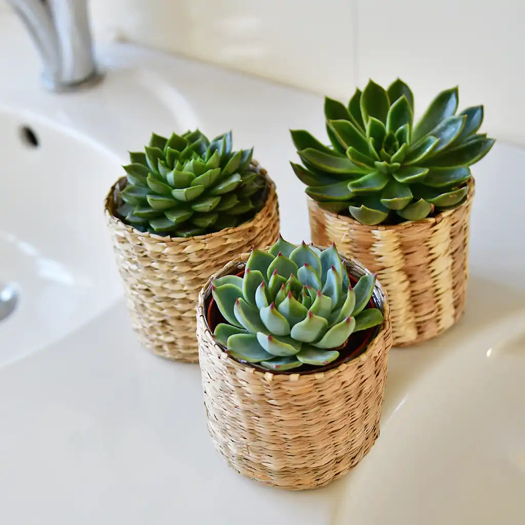 Mix & Match Babypflanzen