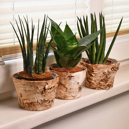 Mix & Match Babypflanzen