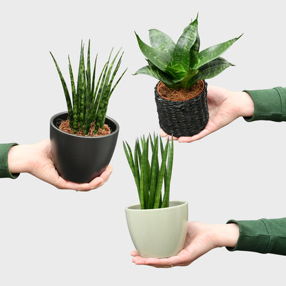 Babypflanzen Trio Badezimmer Sukkulenten