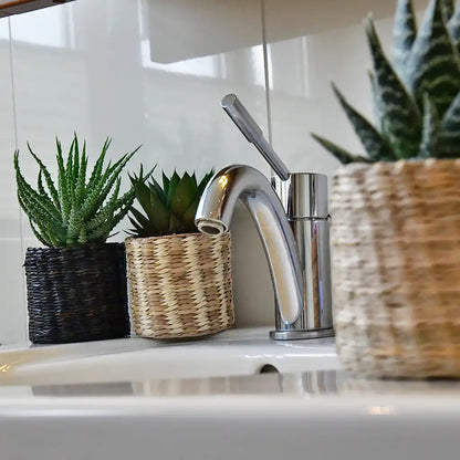 Babypflanzen Trio Badezimmer Aloevera