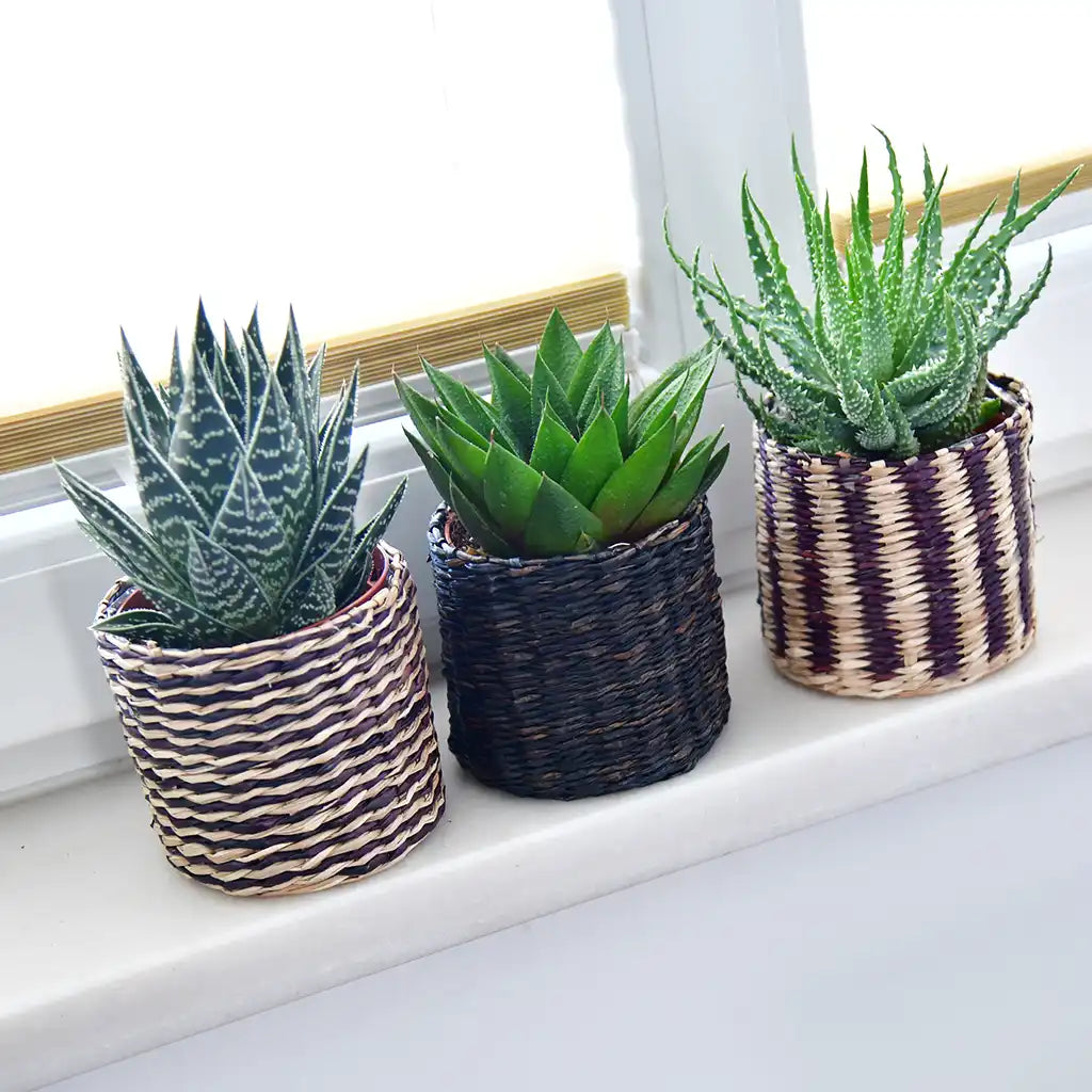Babypflanzen Trio Badezimmer Aloevera