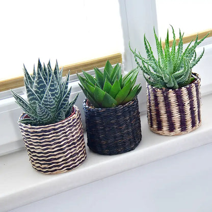 Babypflanzen Trio Badezimmer Aloevera