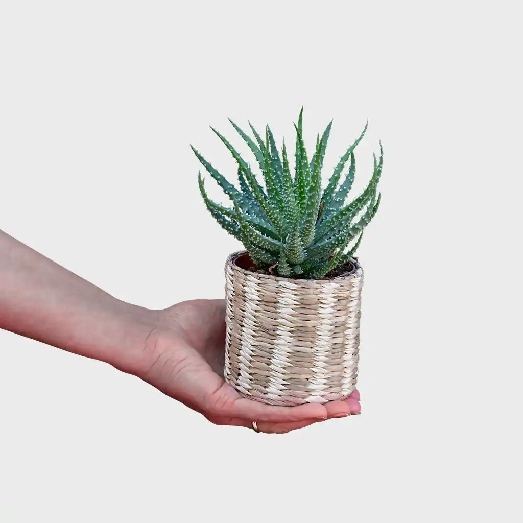 Mix & Match Super Easy Babypflanzen