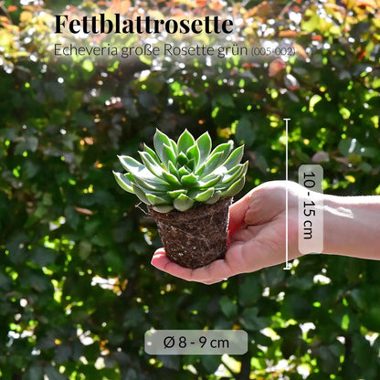 Mix & Match Babypflanzen