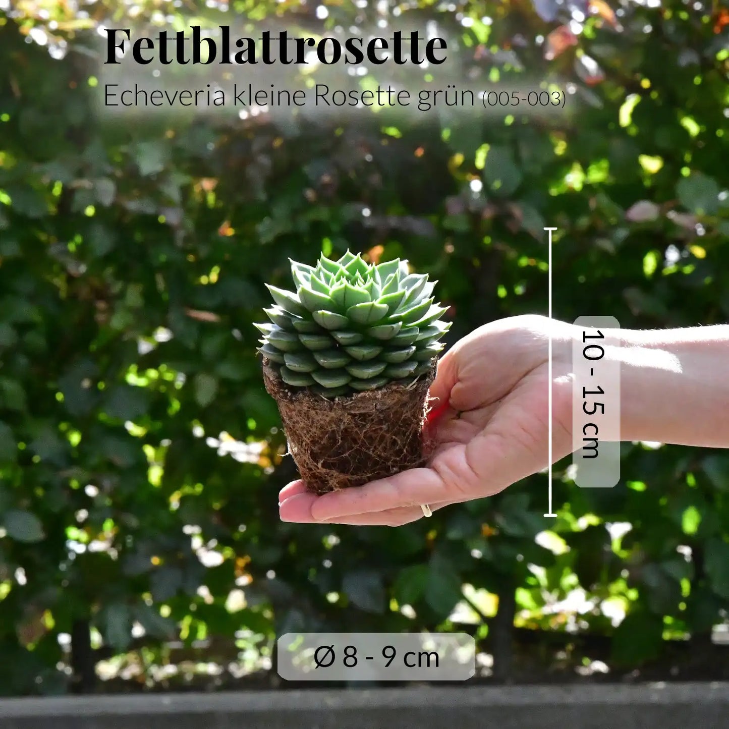 Mix & Match Babypflanzen