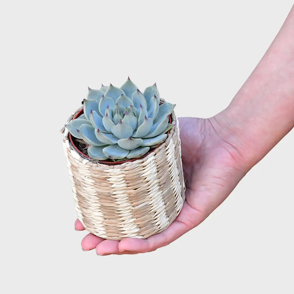 Mix & Match Super Easy Babypflanzen