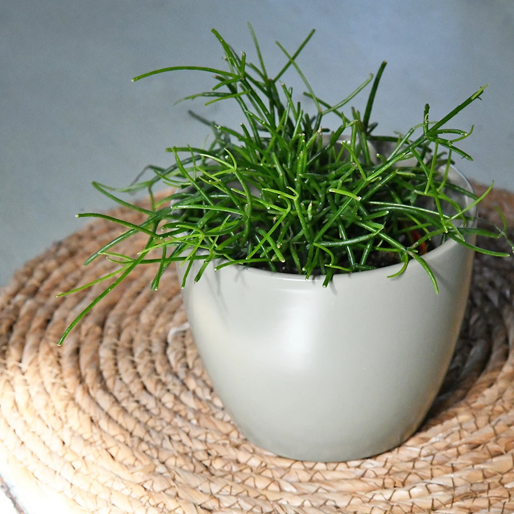 3er Set Keramiktopf Boule 11cm