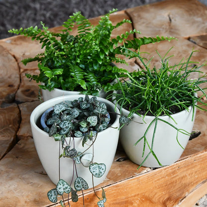 Babypflanzen Trio Hängepflanzen