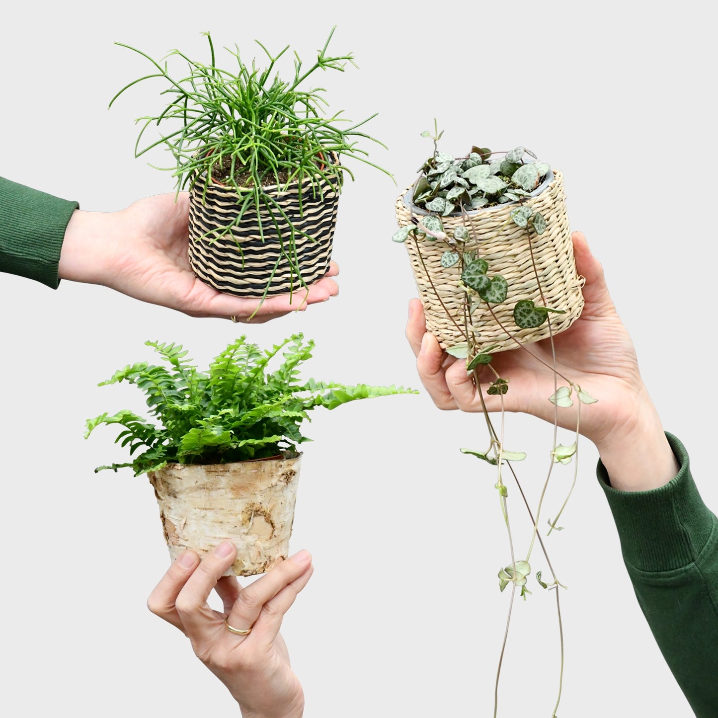 Babypflanzen Trio Hängepflanzen