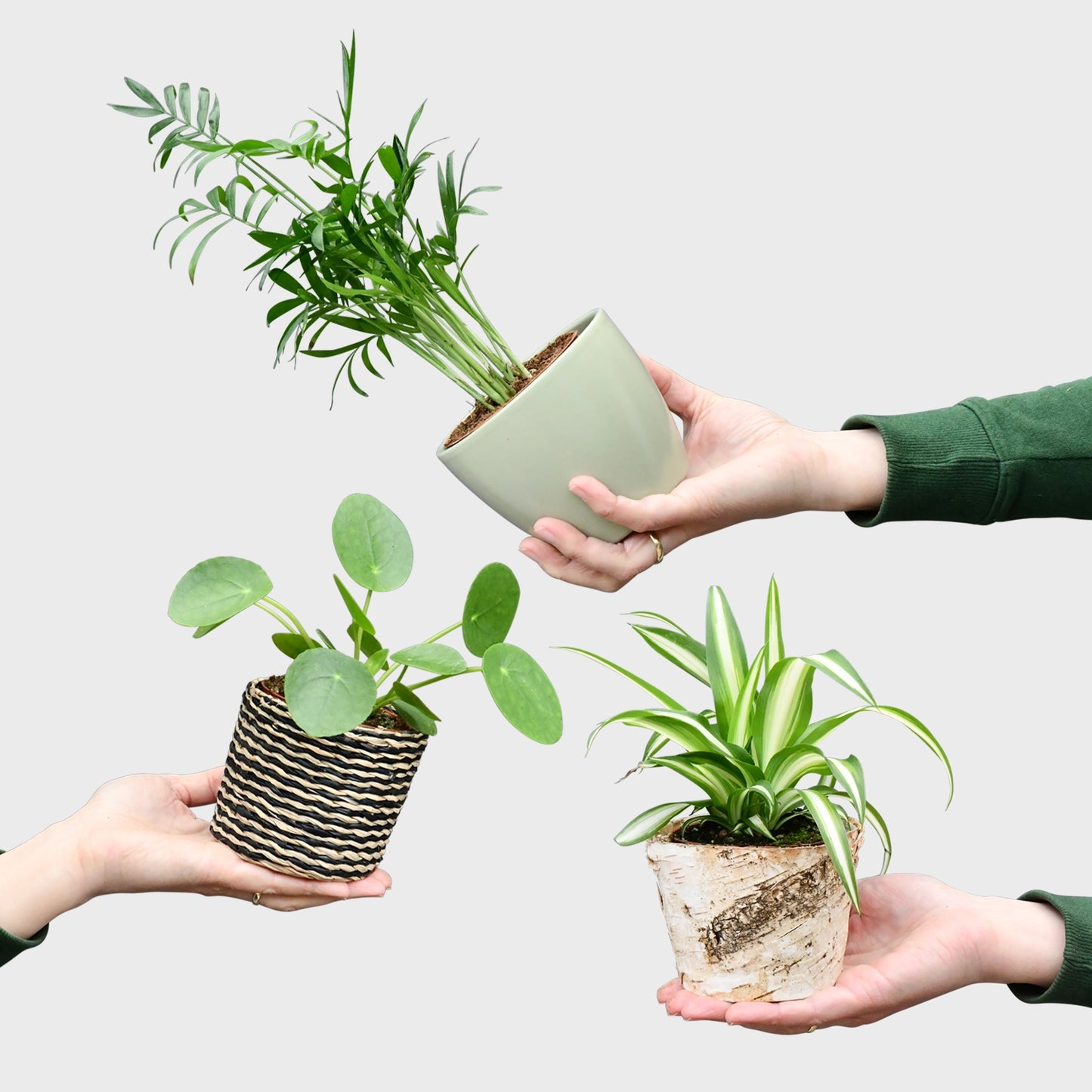 Babypflanzen Trio Tierfreundlich